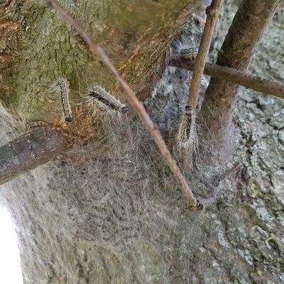 Eichenprozessionsspinner-Nest am Baum